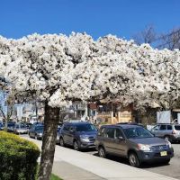 Thai O'Brien's Bar & Restaurant ico