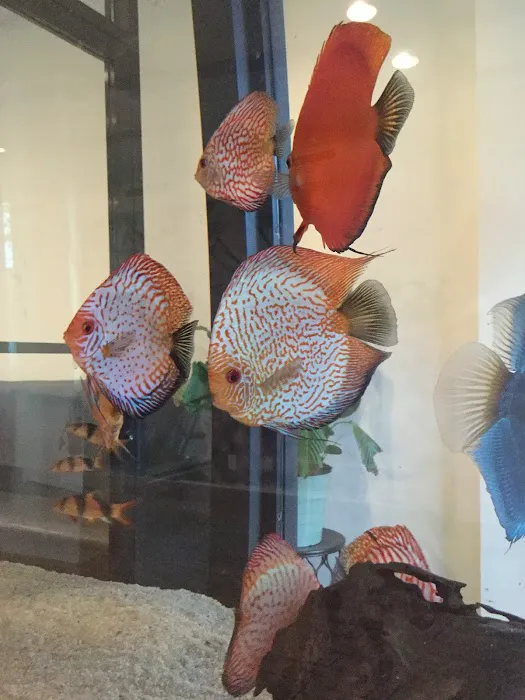 Kaffir Thai Picture 8