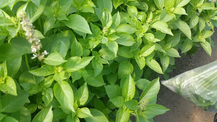 Fit to be Thai'd Picture 7