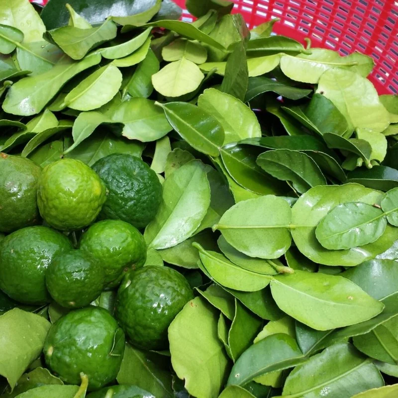 Thai Food Ingredient Spotlight: Kaffir Lime Leaves & Their Unique Aroma
