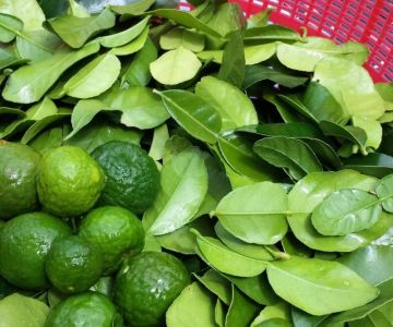Thai Food Ingredient Spotlight: Kaffir Lime Leaves & Their Unique Aroma