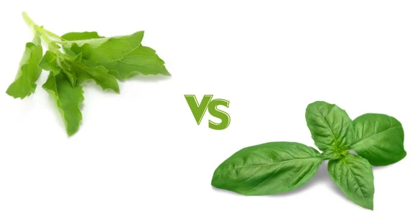 Thai Food Ingredient Spotlight: Holy Basil vs Sweet Basil — What’s the Difference?