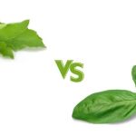 Thai Food Ingredient Spotlight: Holy Basil vs Sweet Basil — What’s the Difference?