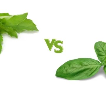 Thai Food Ingredient Spotlight: Holy Basil vs Sweet Basil — What’s the Difference?